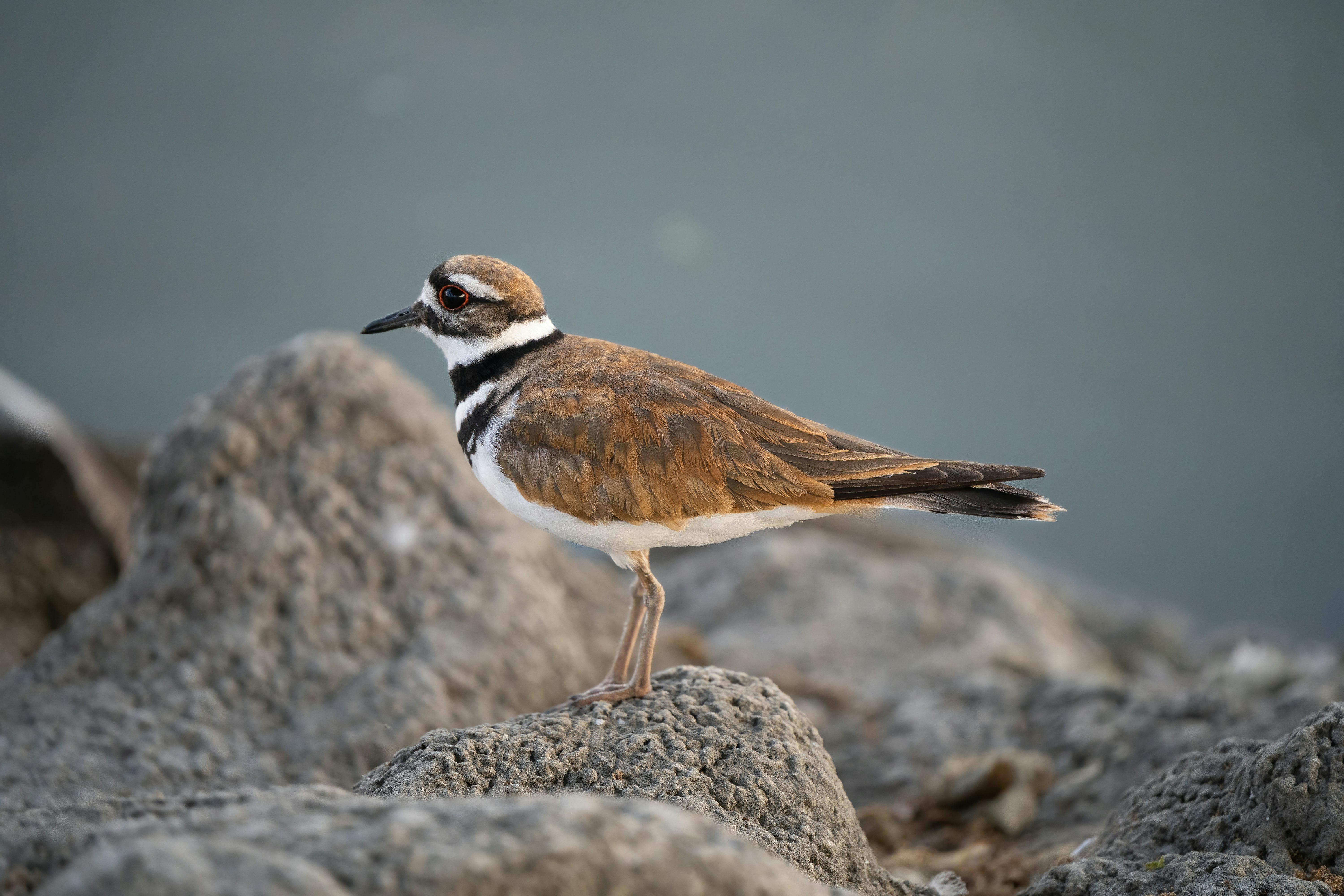 brown and white bird on gray rock